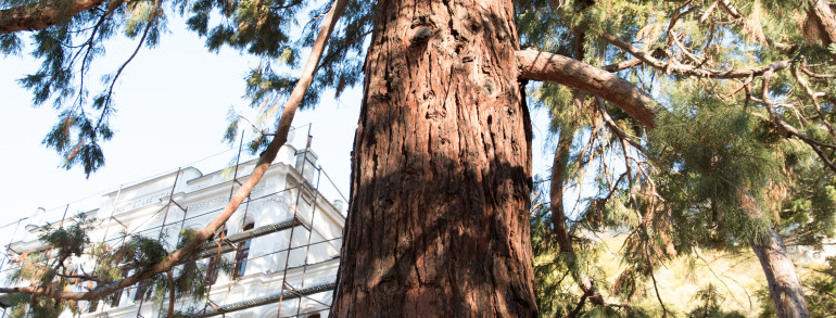 5. Arborele Mamut Sequoia